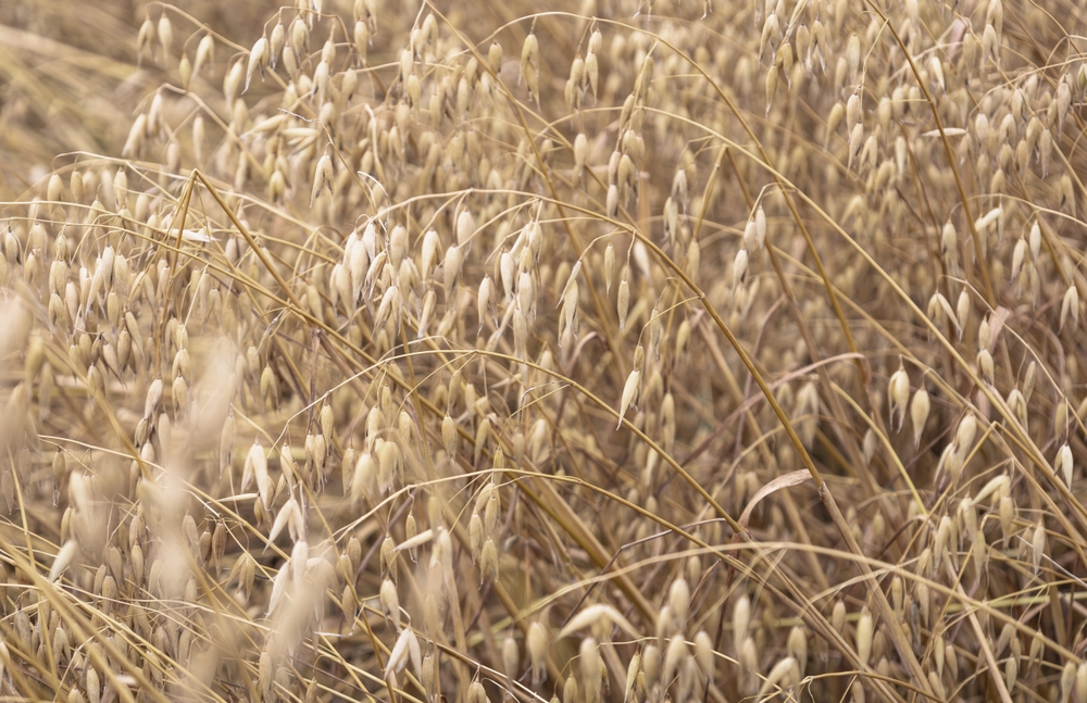 Avena Sativa (Wild Oats)