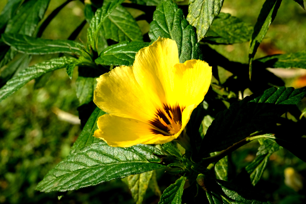 Damiana Leaf