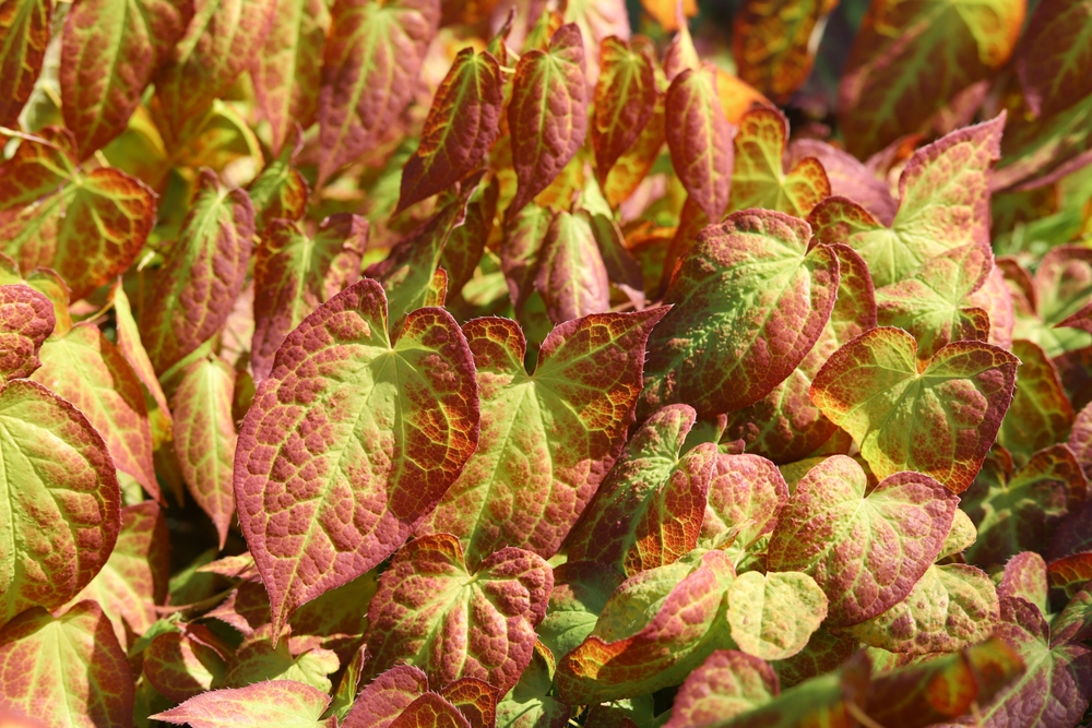 Herba Epimedium