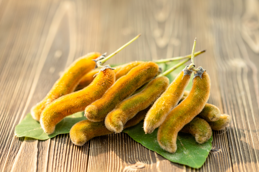 Mucuna Pruriens