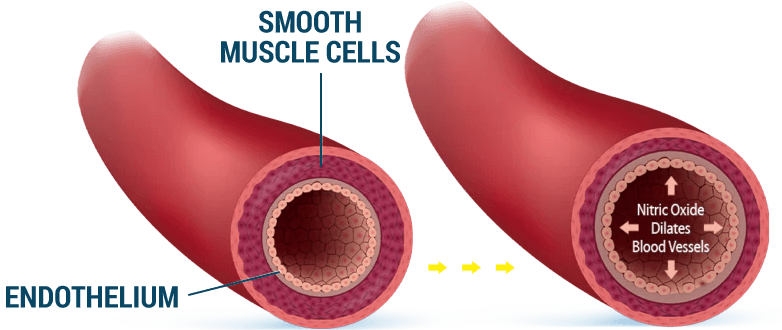 blood-flow-illustration